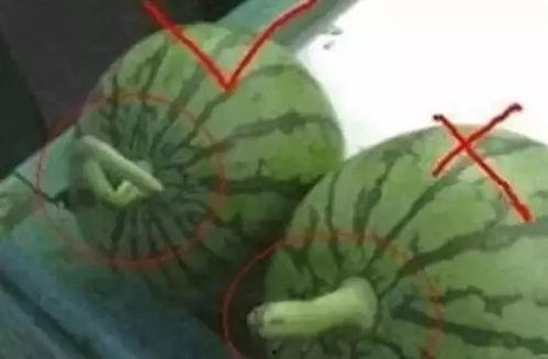 做吃瓜群众的果报,揭秘围观背后的因果循环