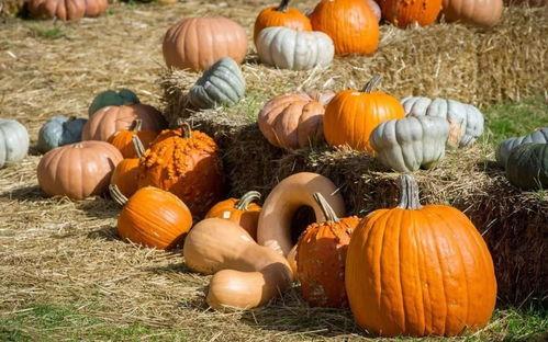 东关吃瓜群众是哪一集,揭秘热门剧集背后的神秘一集