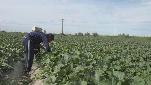 吃瓜群众岱岱论坛,吃瓜群众热议,揭秘网络热点背后的故事