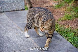 猫咪吃瓜群众生活日记,瓜群众生活的点点滴滴