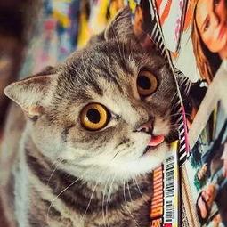 猫咪吃瓜群众生活日记,瓜群众生活的点点滴滴