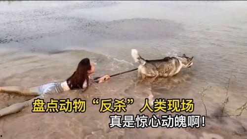 盘点动物吃瓜群众名场面,盘点动物界的“吃瓜群众”名场面