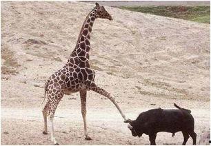 盘点动物吃瓜群众名场面,盘点动物界的“吃瓜群众”名场面