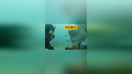 无处不在的吃瓜群众是谁,网络时代的舆论风向标