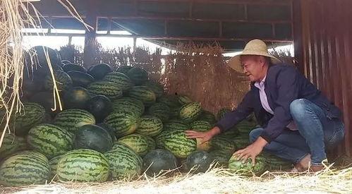 西宁最新吃瓜群众事件,网络热议背后的真相与反思