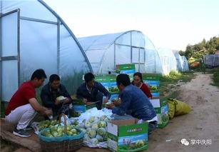 青岩吃瓜群众事迹,吃瓜群众事迹传颂